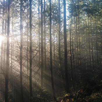 Endor, Gwydyr Forest, Betws-y-Coed