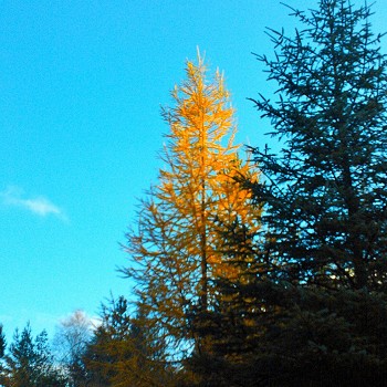 goldentree-768x1024