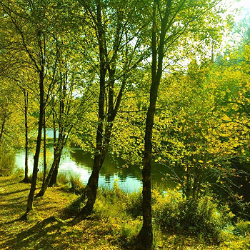 llynelsitrees-816x612