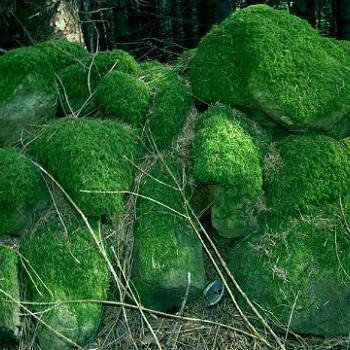 mossy wall Gwydyr forest